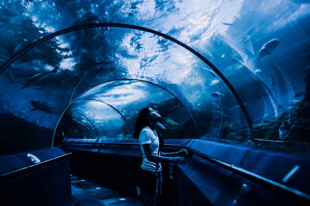 Dubai Aquarium - Underwater Wonders