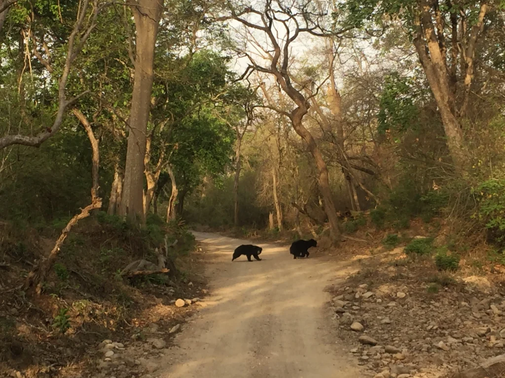 Explore Wonderful Jim Corbett National Park In 2024